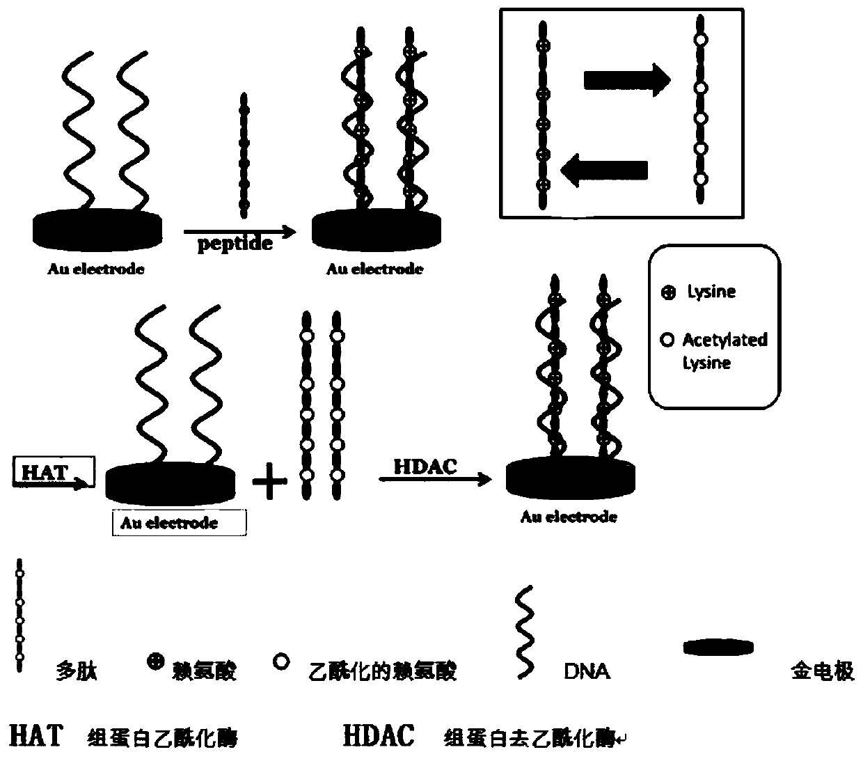 An impedance-type electrochemical biosensor based on electrostatic interaction, preparation method and application thereof