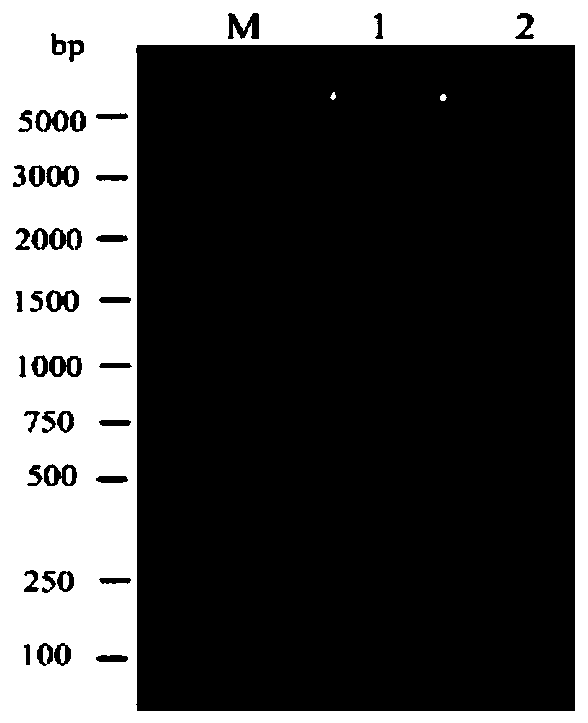 Canine recombinant interferon alpha7, and preparation method and application thereof