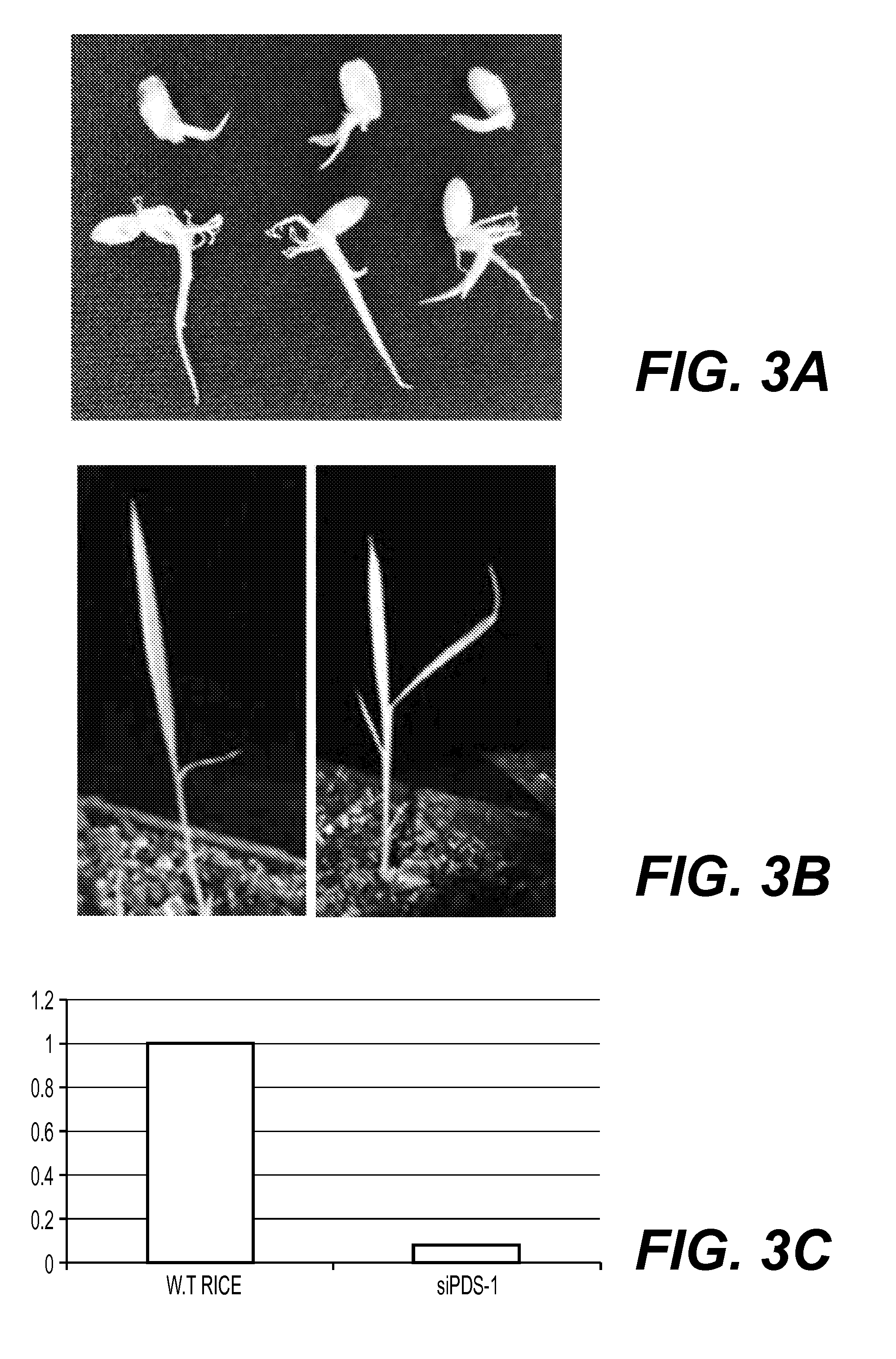 METHODS OF INTRODUCING dsRNA TO PLANT SEEDS FOR MODULATING GENE EXPRESSION