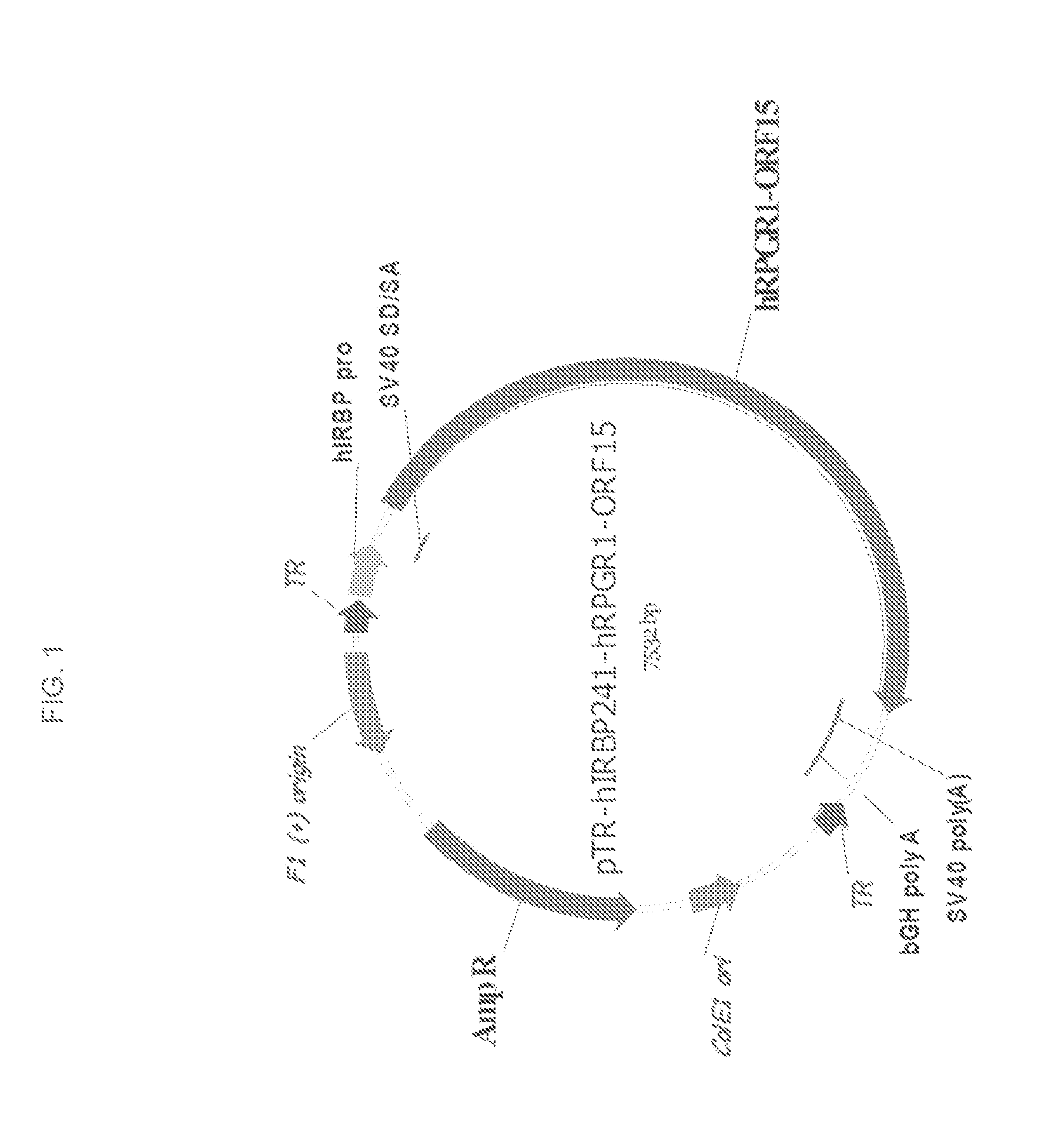 Aav-mediated gene therapy for rpgr x-linked retinal degeneration