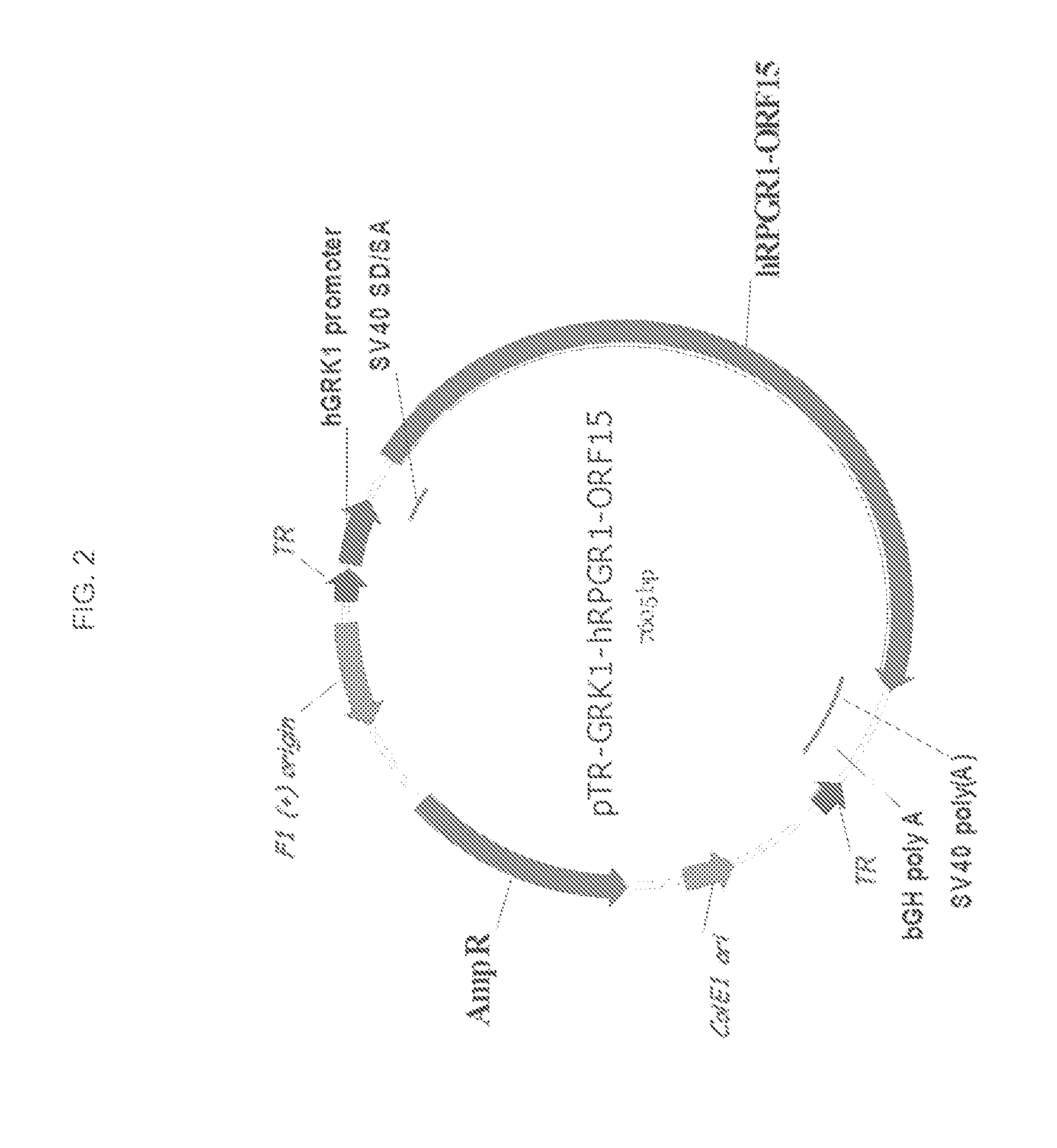 Aav-mediated gene therapy for rpgr x-linked retinal degeneration