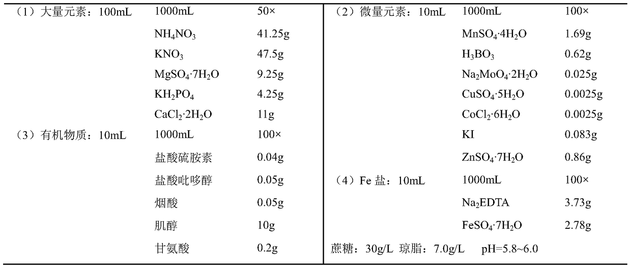 A kind of rapid propagation method of Dendrobium bamboo leaf seed