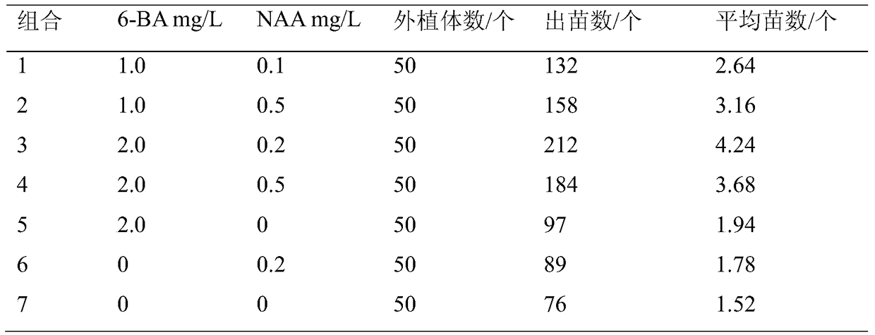 A kind of rapid propagation method of Dendrobium bamboo leaf seed