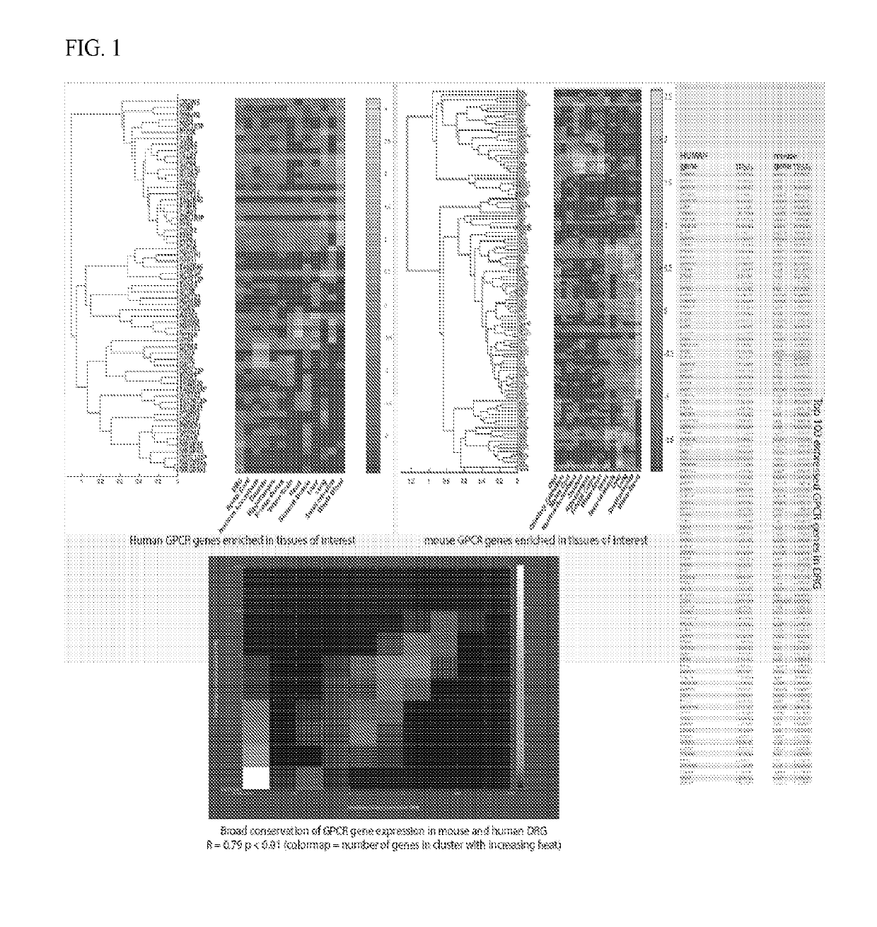 Par3 mimetic peptides and uses thereof