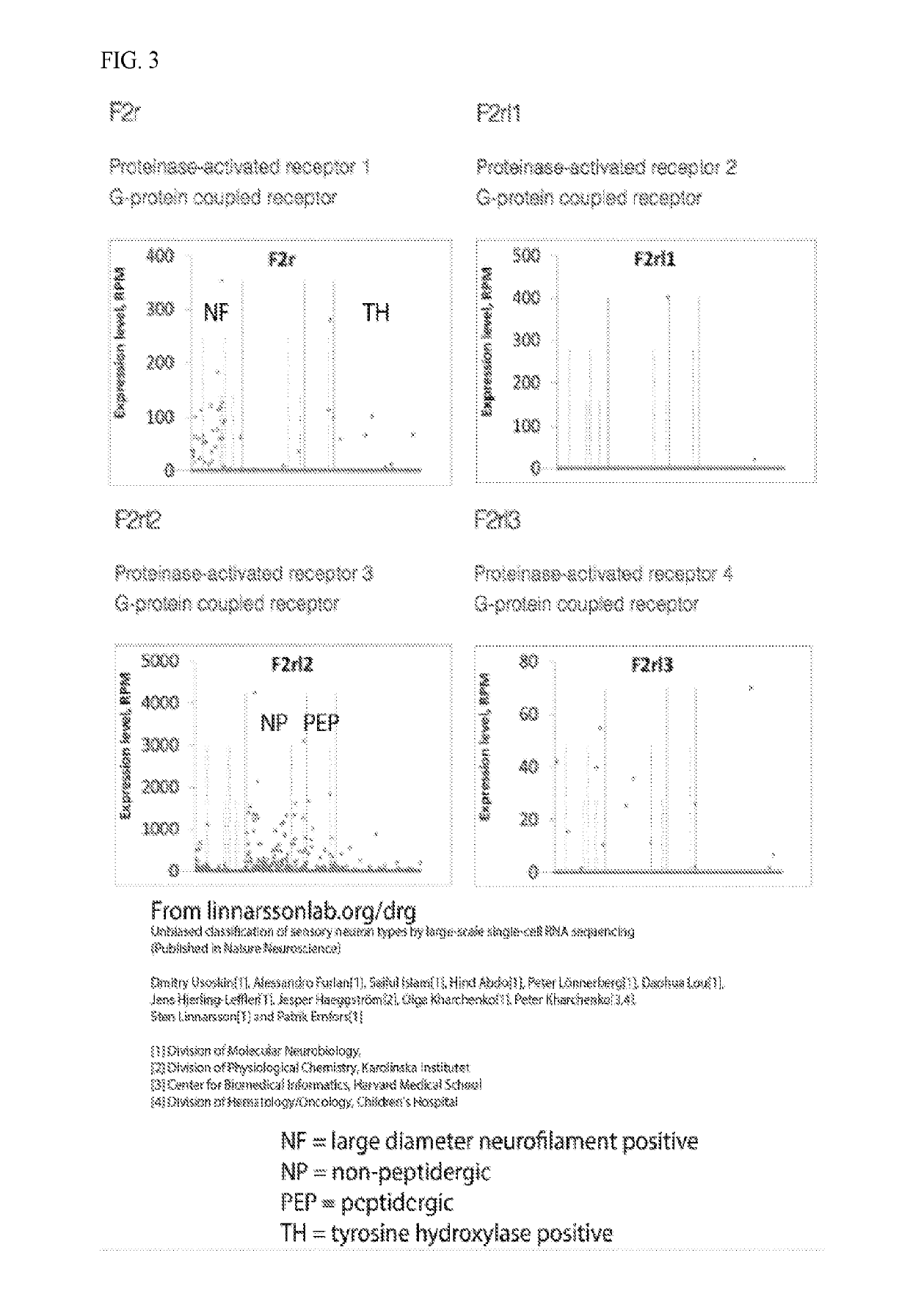 Par3 mimetic peptides and uses thereof