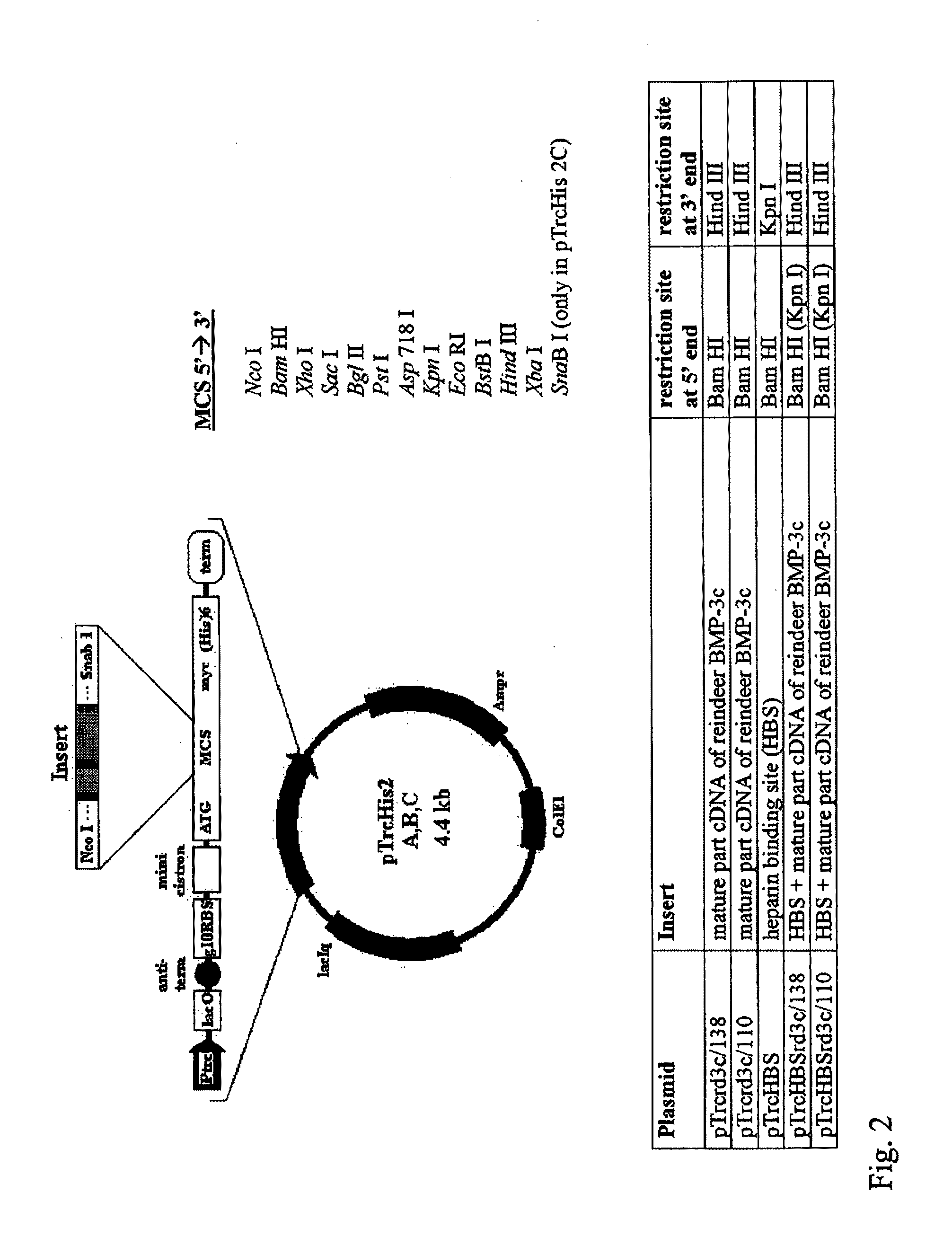 Bone morphogenetic protein 3 and osteogenic devices and pharmaceutical products containing thereof
