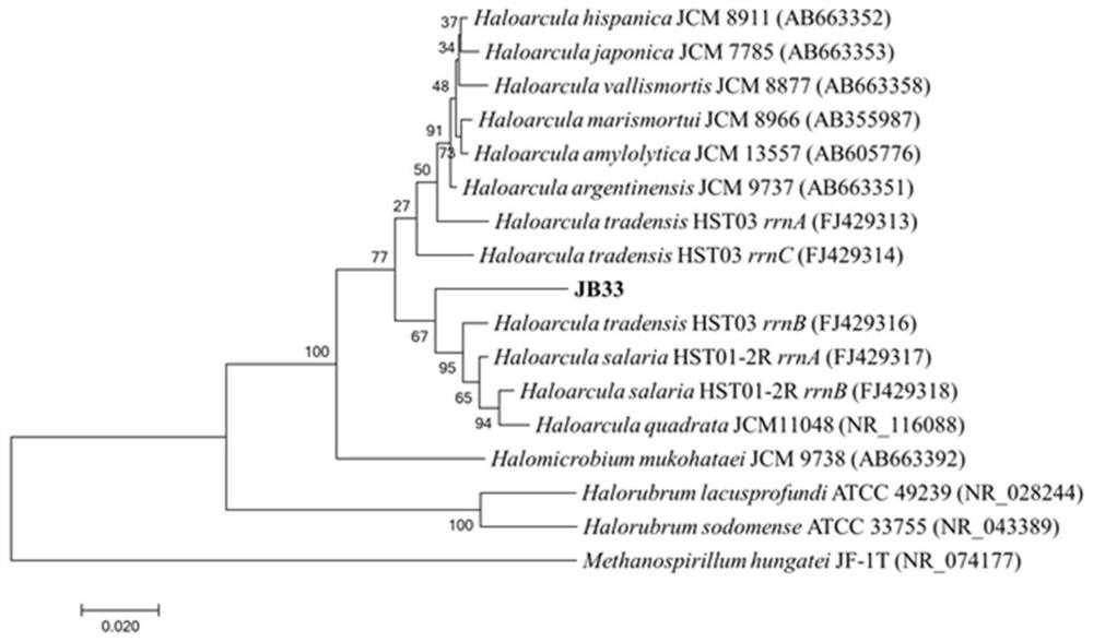 A halophilic archaea strain degrading nitrite and its application