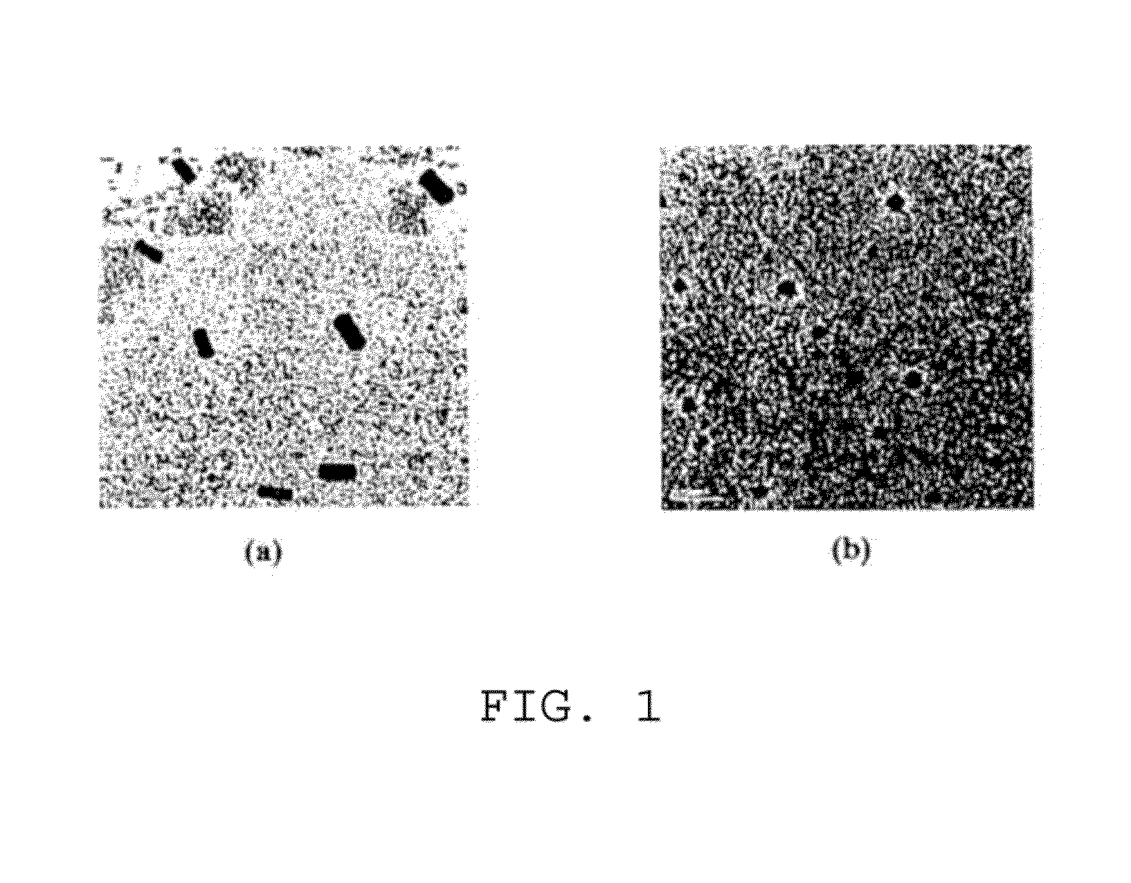 Aqueous method for making magnetic iron oxide nanoparticles