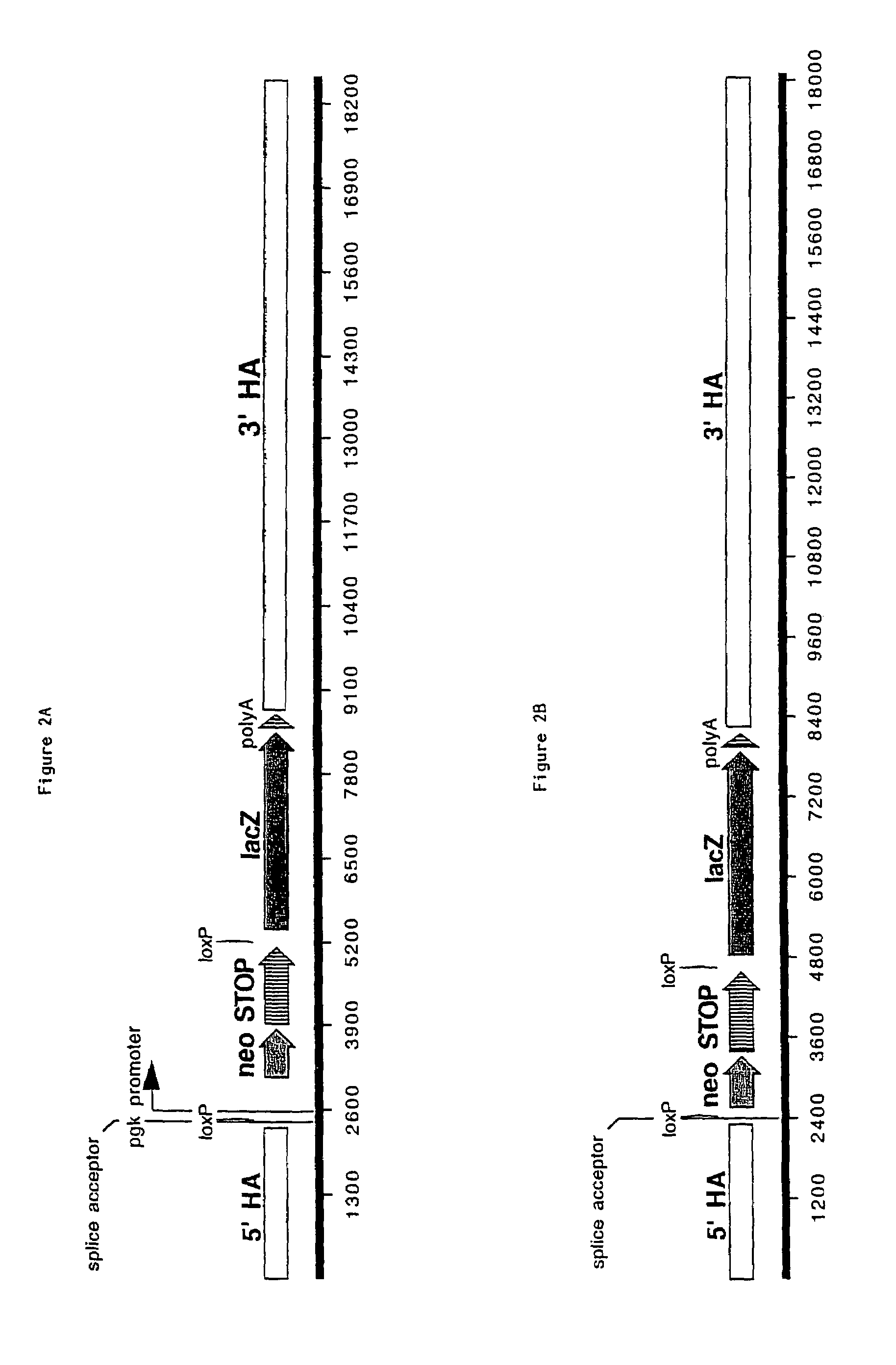 Method for targeting transcriptionally active loci