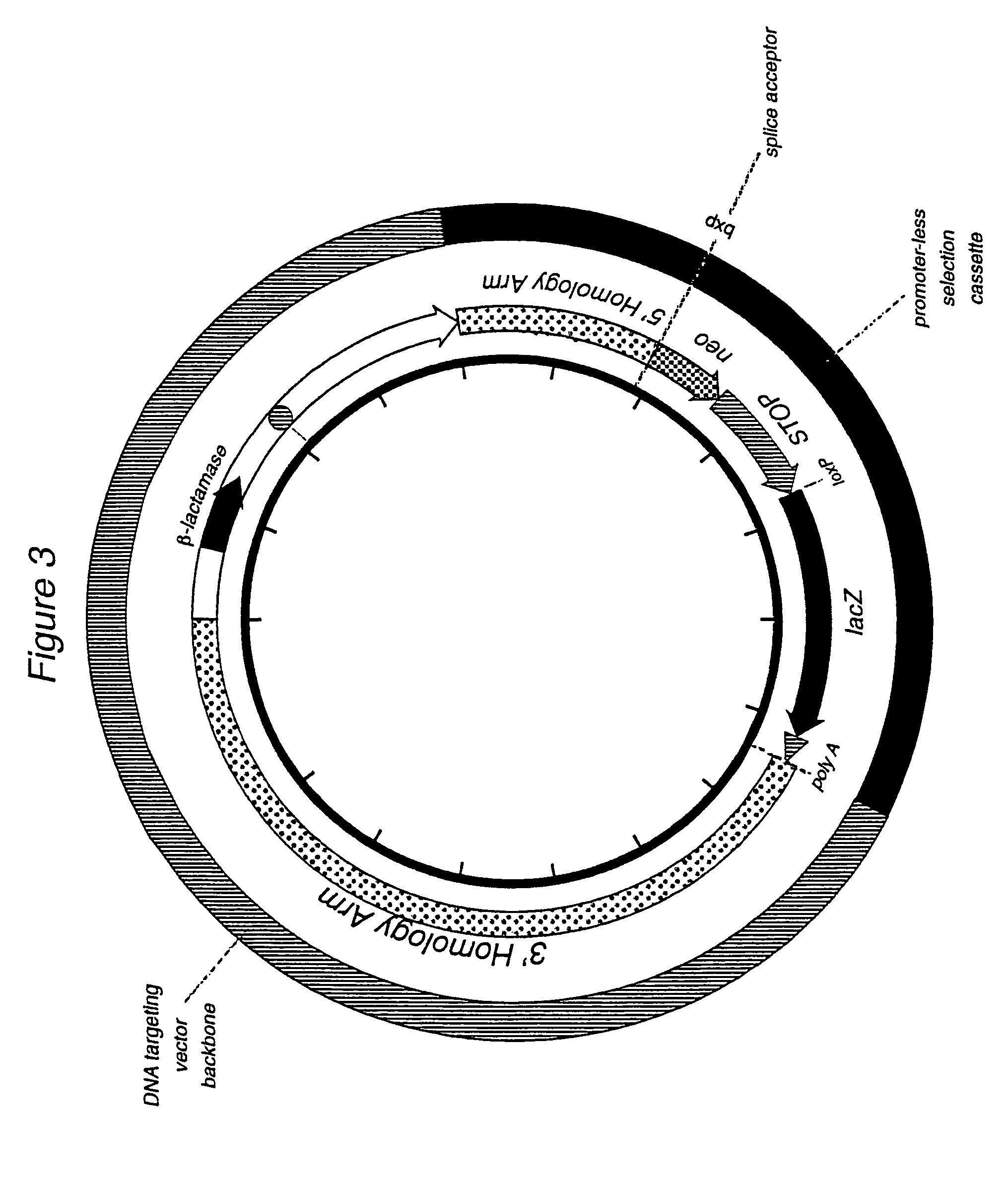 Method for targeting transcriptionally active loci