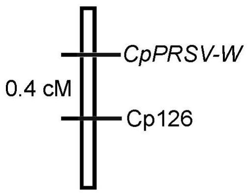 Molecular marker related to cucurbita pepo PRSV-W virus disease resistance and application of molecular marker