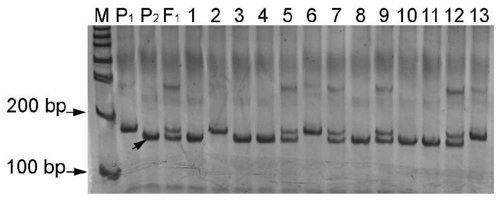 Molecular marker related to cucurbita pepo PRSV-W virus disease resistance and application of molecular marker