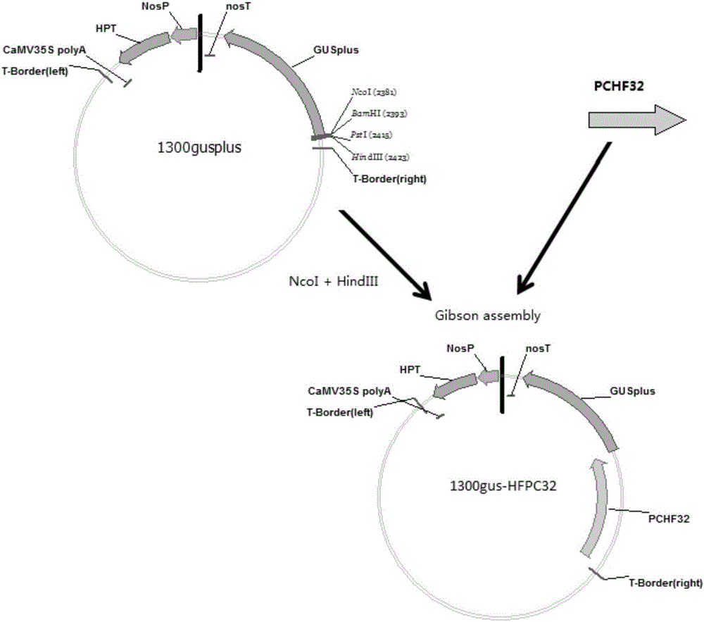 A plant pollen-specific promoter pchf32 and its application