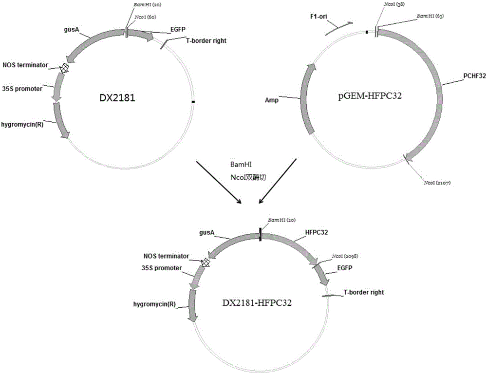 A plant pollen-specific promoter pchf32 and its application