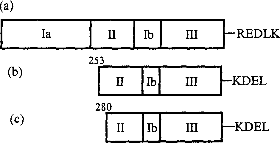 Recombinant immunotoxin based on pseudomonas exotoxin containing (Arg) 9 peptide segment