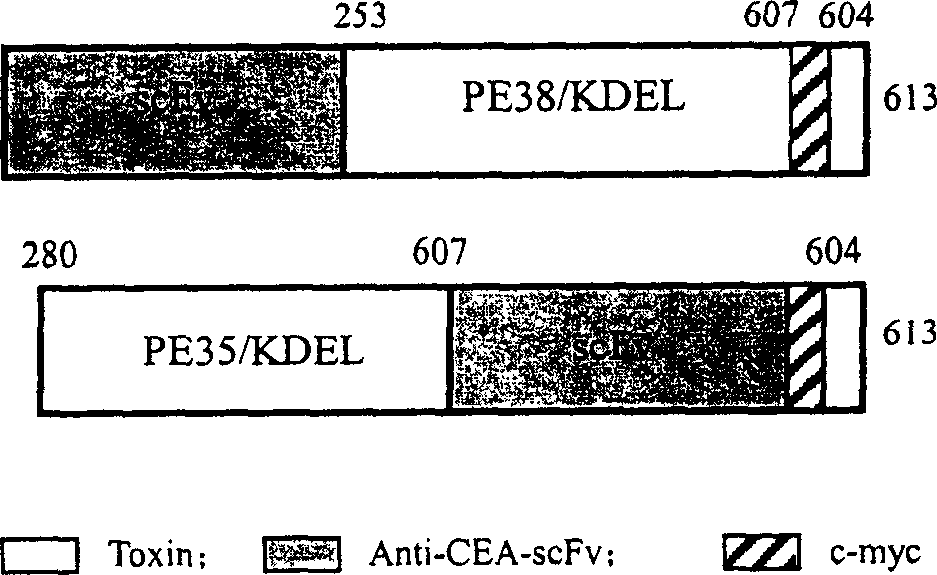 Recombinant immunotoxin based on pseudomonas exotoxin containing (Arg) 9 peptide segment