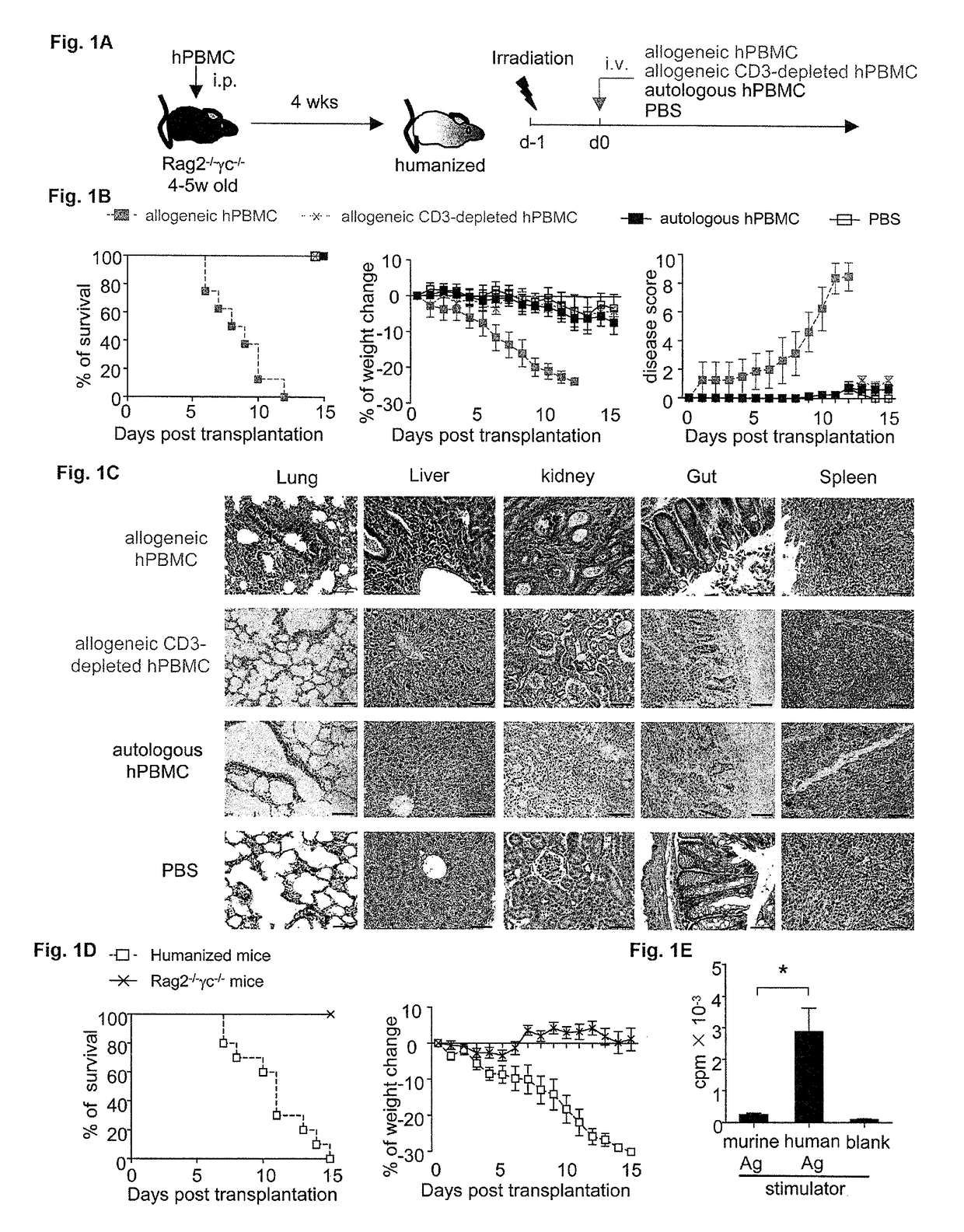 Human CD8<sup>+</sup> regulatory T cells inhibit GVHD and preserve general immunity in humanized mice