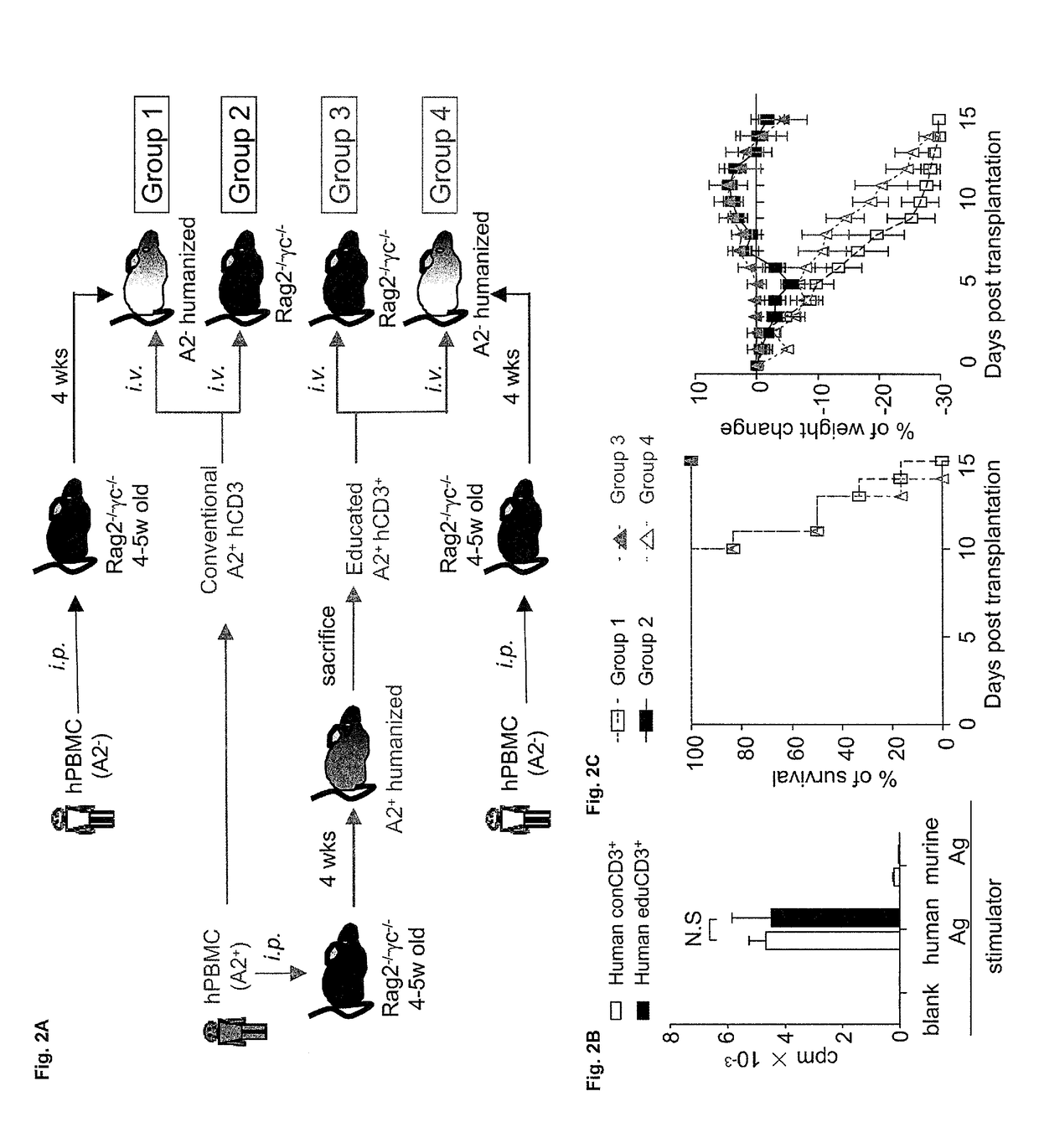 Human CD8<sup>+</sup> regulatory T cells inhibit GVHD and preserve general immunity in humanized mice