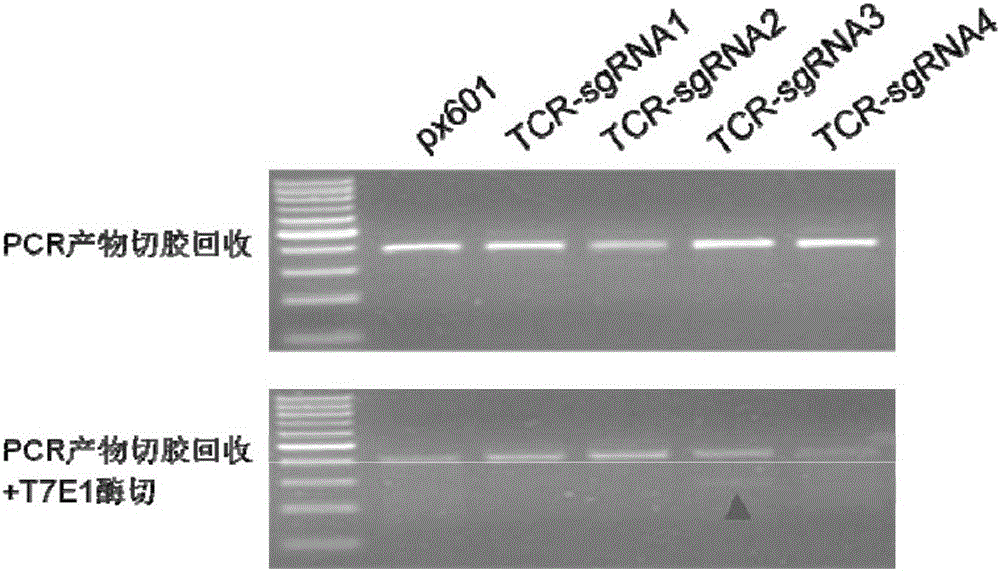TCR&lt;-&gt;(T Cell Receptor)/PD-1&lt;-&gt; double-negative T cell and construction method thereof