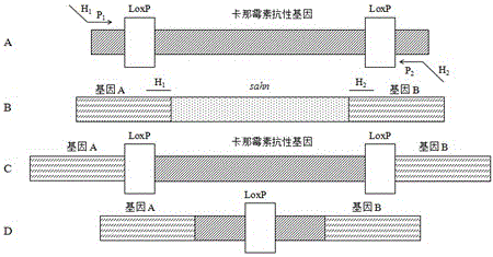 Escherichia coli MG1655 bacterial strain lacking sahn gene, construction method and application