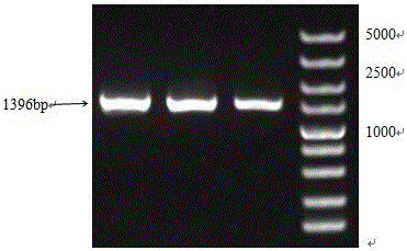 Escherichia coli MG1655 bacterial strain lacking sahn gene, construction method and application