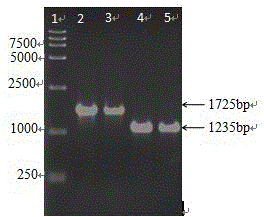 Escherichia coli MG1655 bacterial strain lacking sahn gene, construction method and application