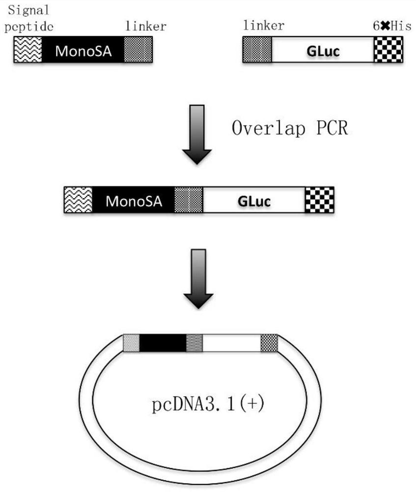 Fusion protein of monomeric streptavidin and Gaussian luciferase and its application
