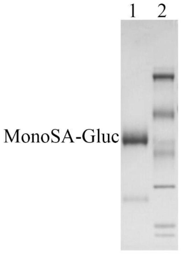 Fusion protein of monomeric streptavidin and Gaussian luciferase and its application