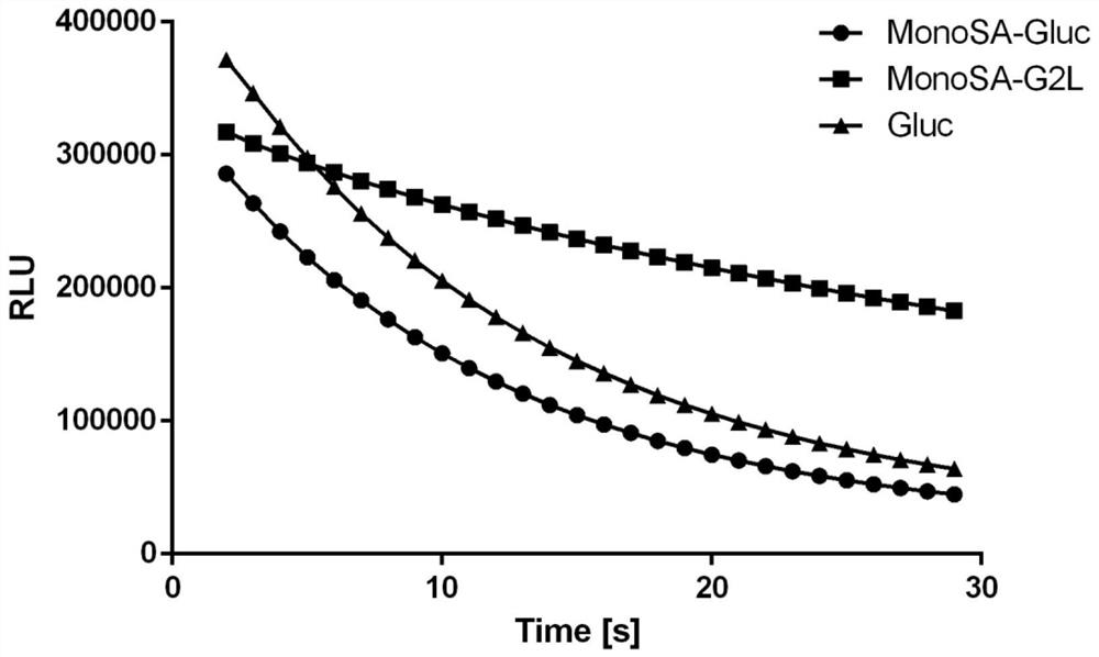 Fusion protein of monomeric streptavidin and Gaussian luciferase and its application