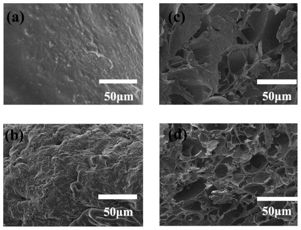 Cyclodextrin graft-bacteria immobilized cell porous rubber bead and application thereof