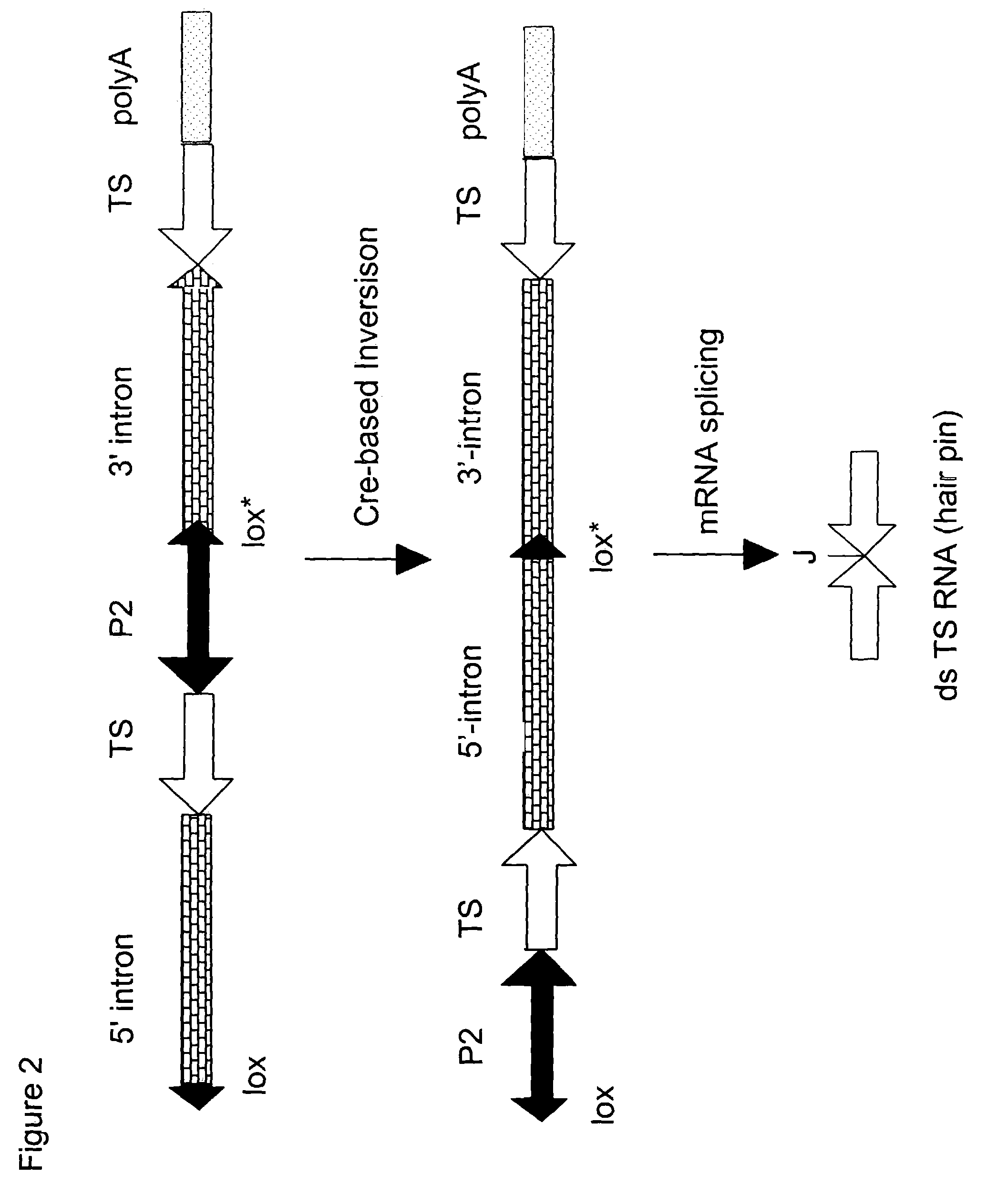 Method of controlling gene silencing using site specific recombination