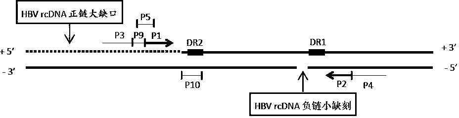 Digital PCR quantitative detecting kit for HBV (hepatitis B virus) cccDNA and application of digital PCR quantitative detecting kit for HBV cccDNA