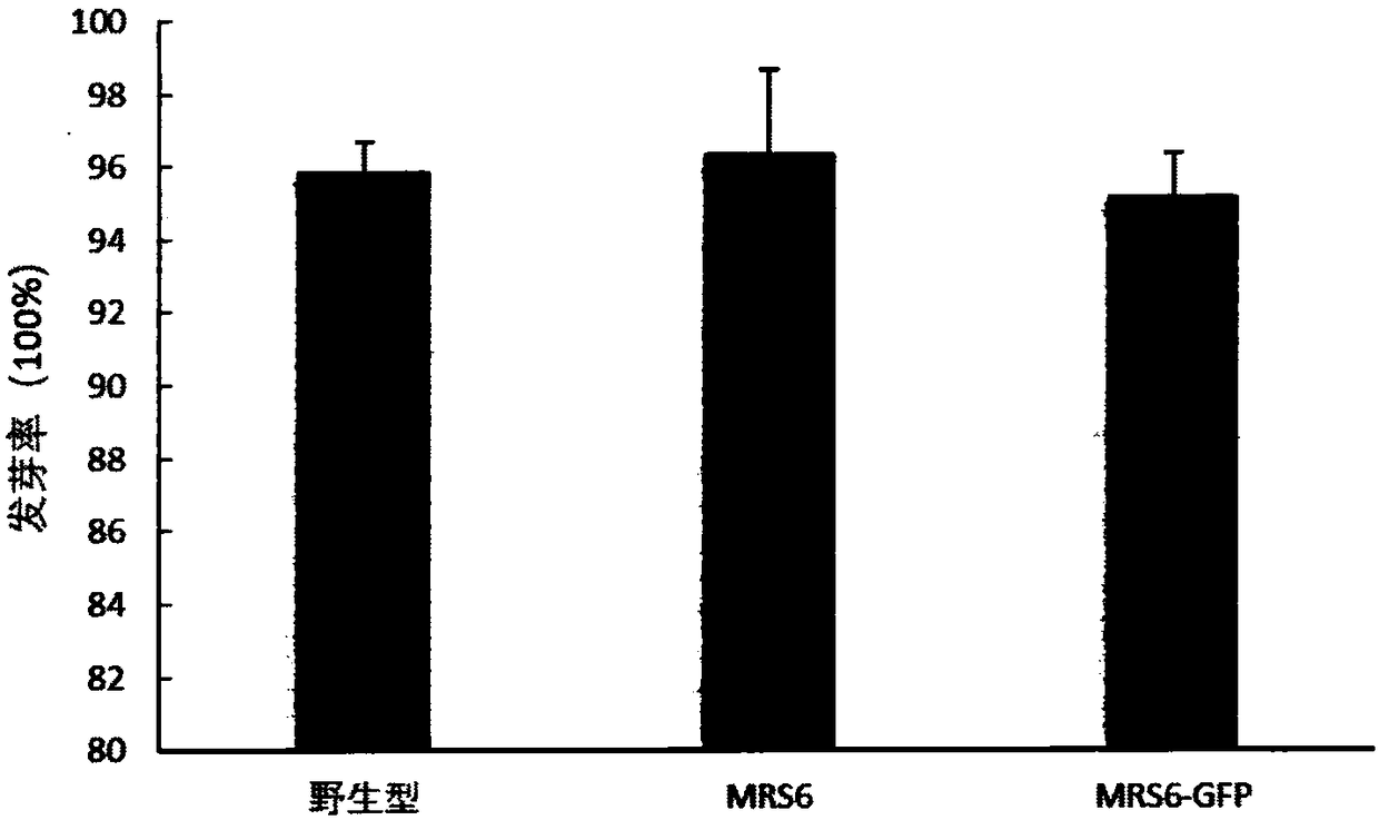 Use of gene MRS6 in improvement of tolerance of tobacco to heavy metal cadmium
