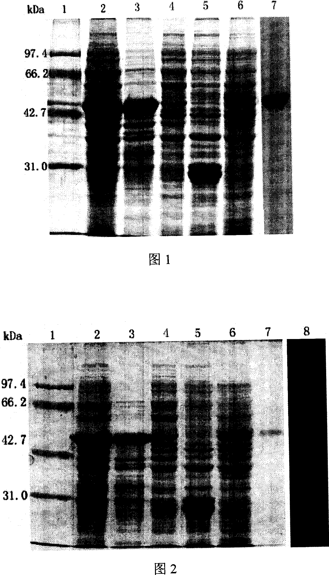 Method of preparing ocean double RNA virus MABV recombination albumen and application thereof