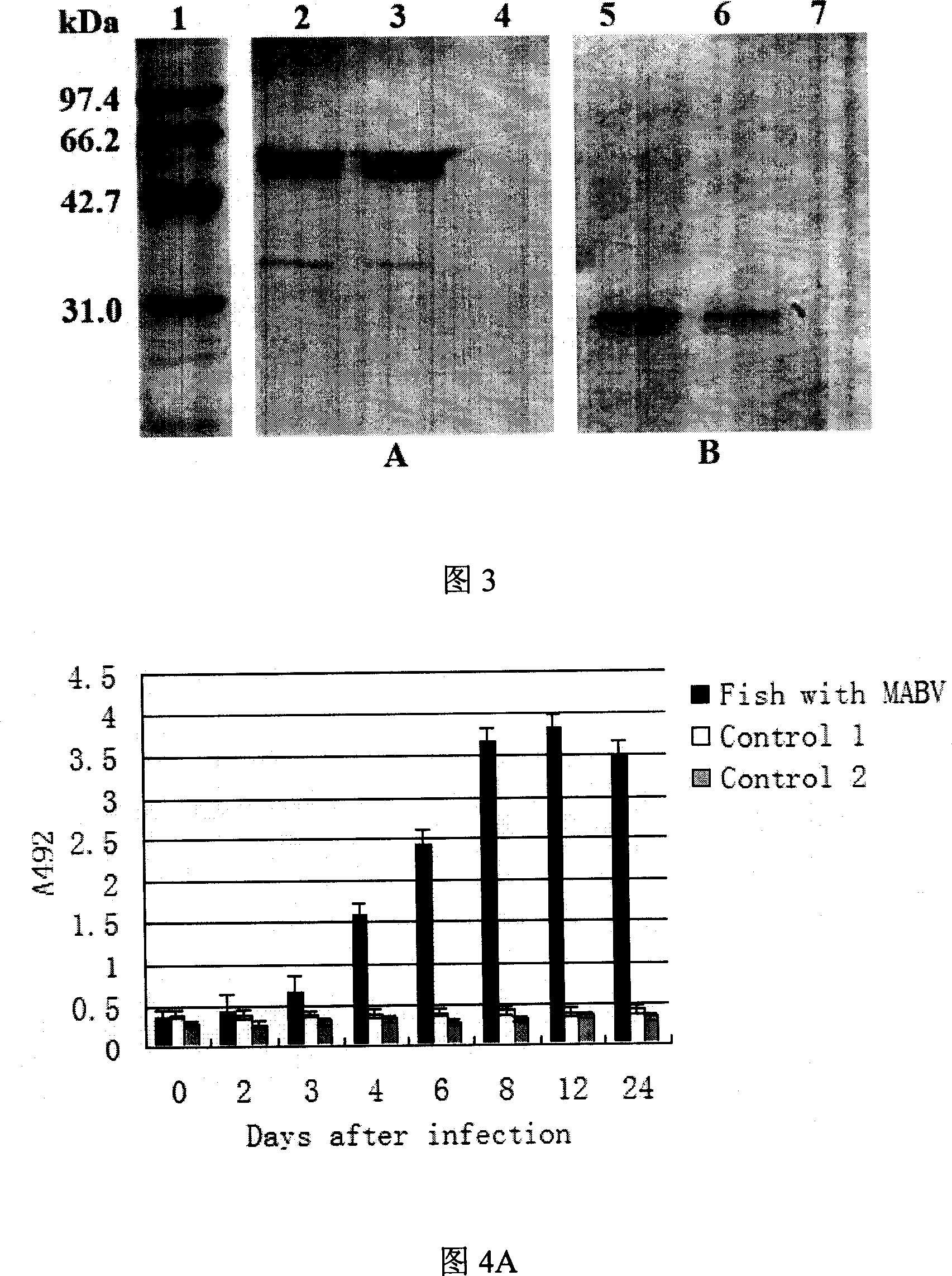 Method of preparing ocean double RNA virus MABV recombination albumen and application thereof