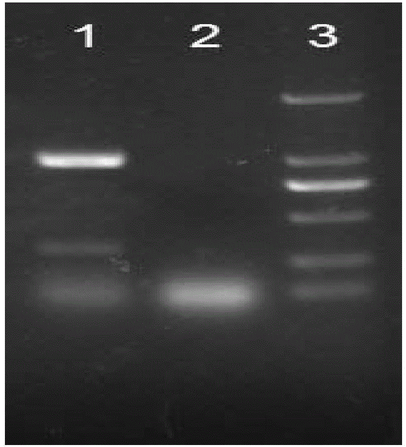 Recombinant human-like collagen protein-human cell growth factor fusion protein and preparation method and application thereof