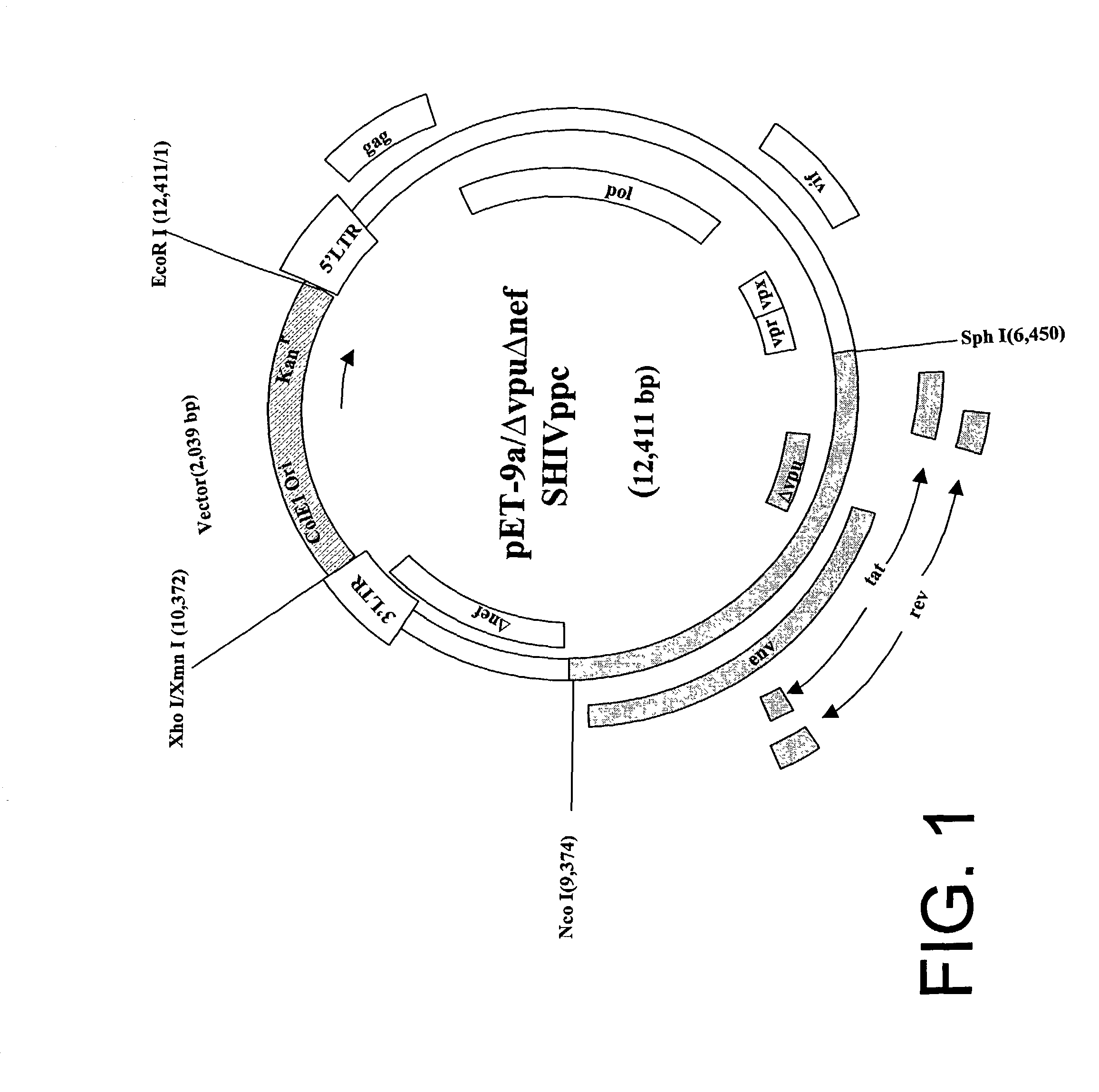 HIV vaccine and method of use