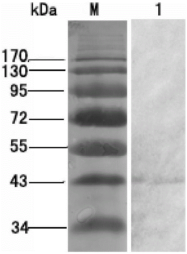 Anti-infectious hematopoietic necrosis virus monoclonal antibody and its application