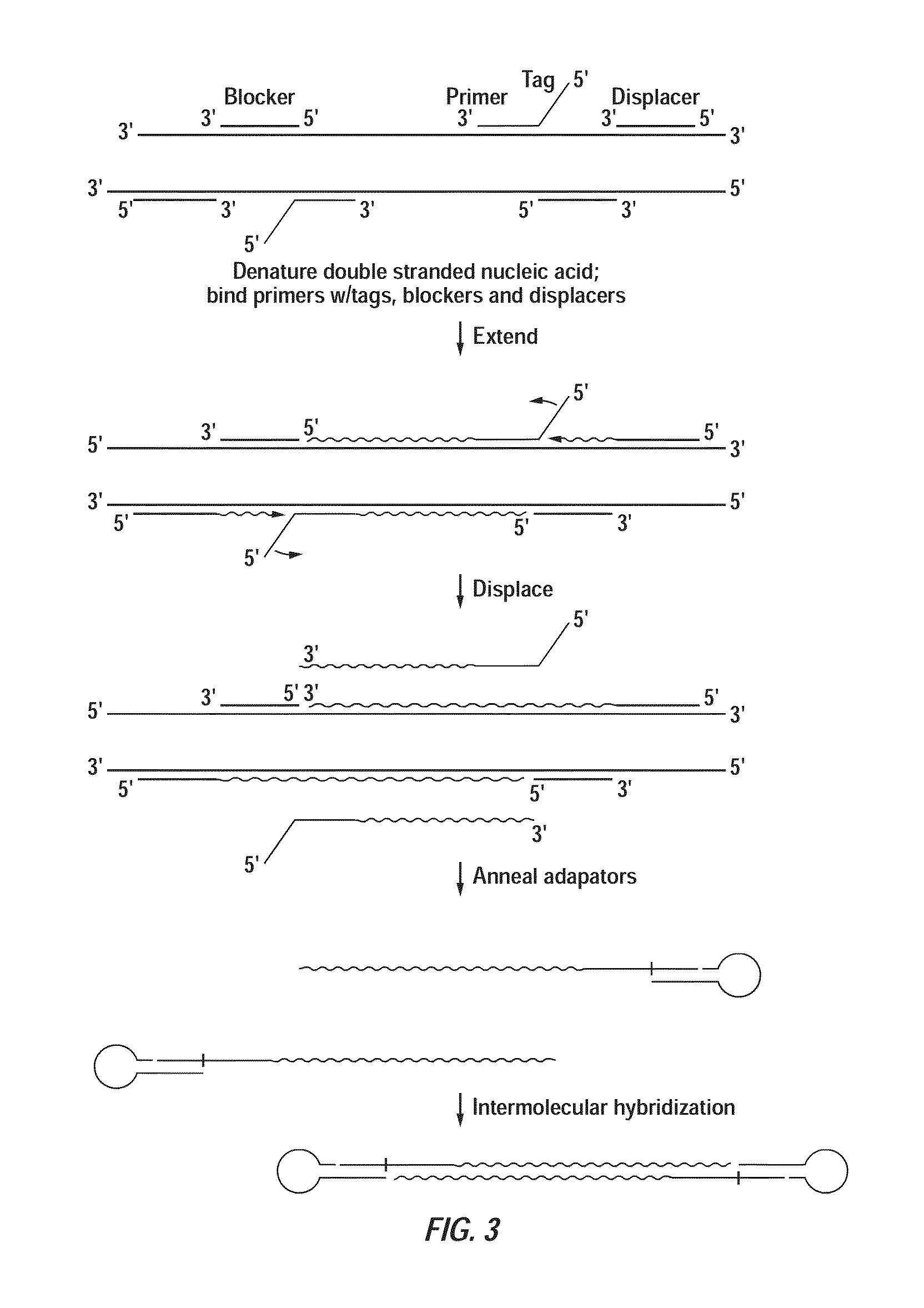 Closed nucleic acid structures