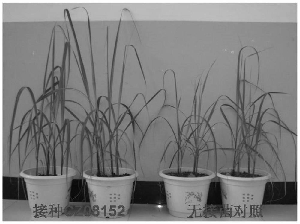 A sugarcane endophytic Burkholderia cz08152 and its application