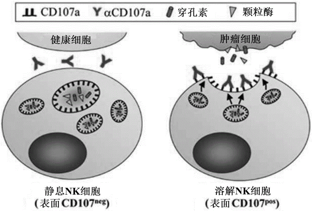 Composition for enhancing immunity including ginsenoside f1 as active ingredient