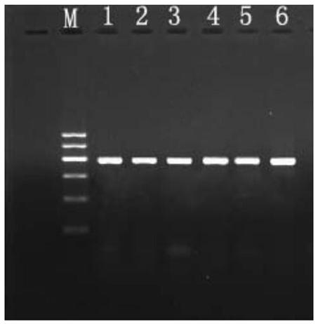 Rapid PCR amplification kit for yeast colonies and method for performing PCR amplification on yeast colonies by using kit