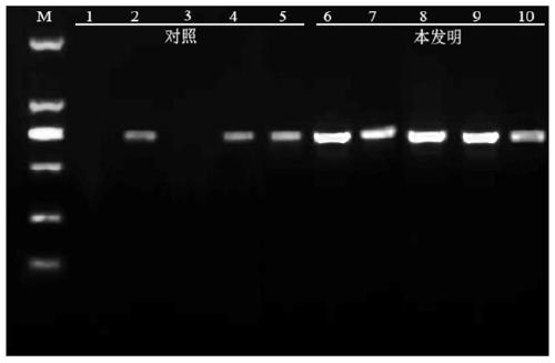 Rapid PCR amplification kit for yeast colonies and method for performing PCR amplification on yeast colonies by using kit