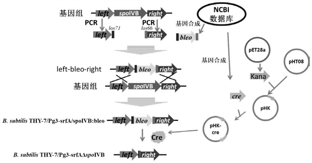 A kind of genetically engineered bacteria with high lipopeptide production and its application