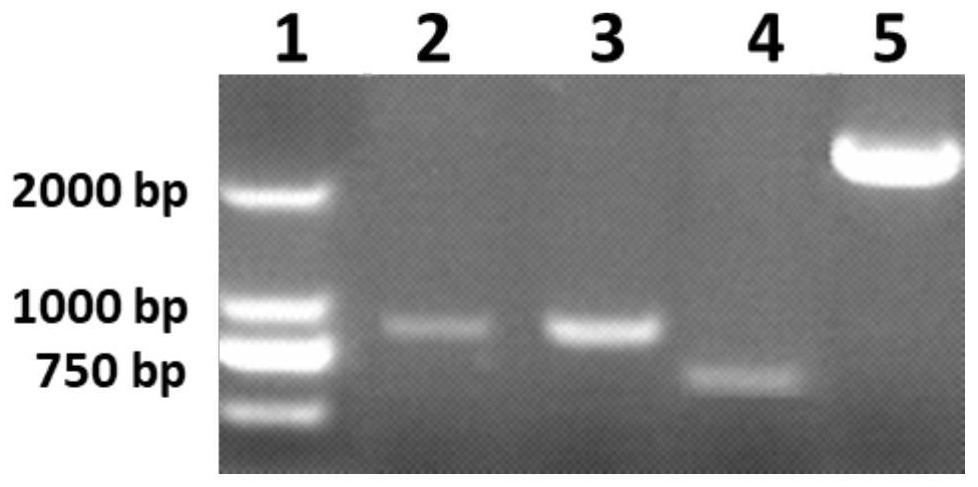 A kind of genetically engineered bacteria with high lipopeptide production and its application