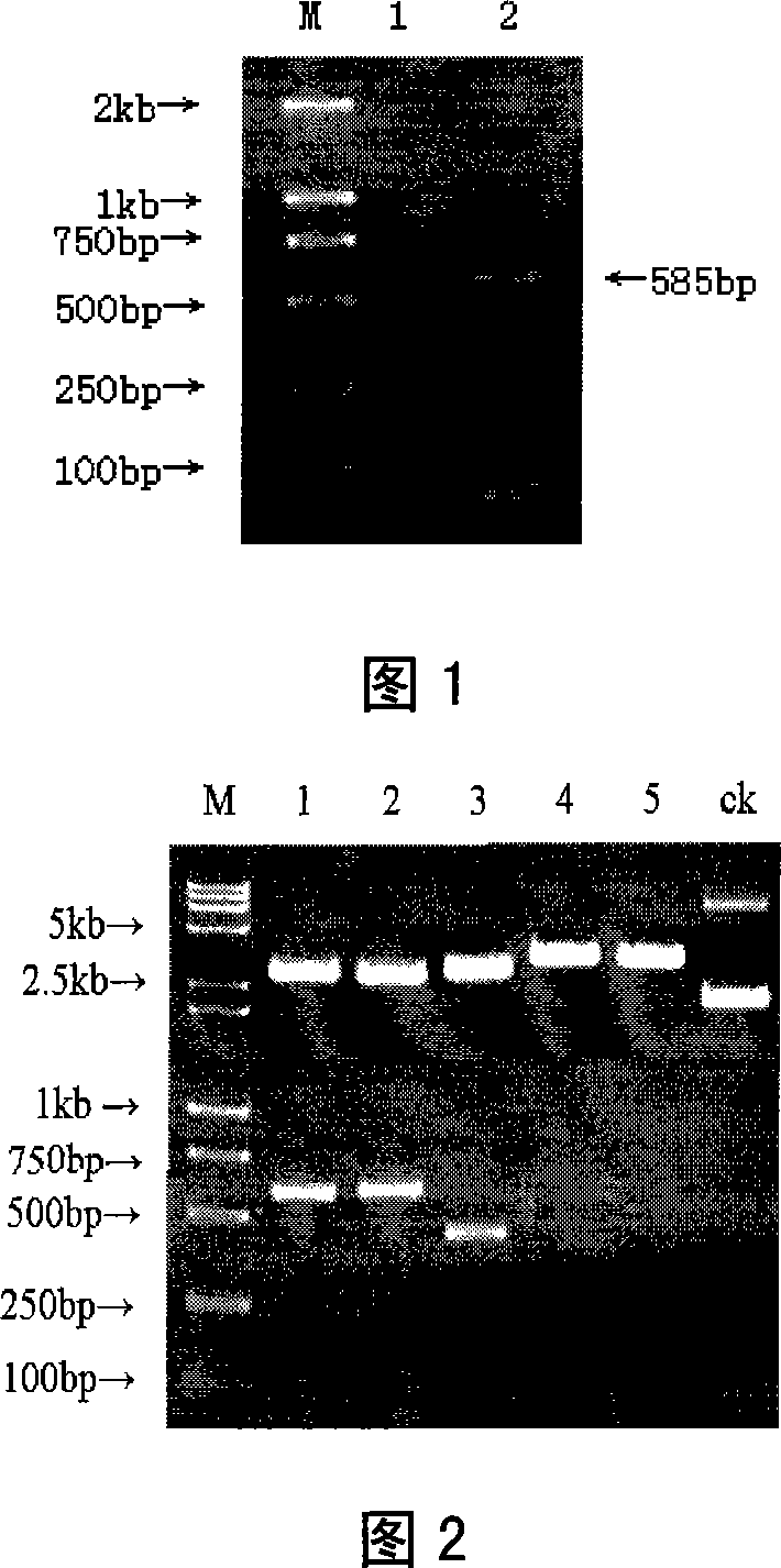 Method for improving the embryo transplantation pregnancy rate for cattle and sheep