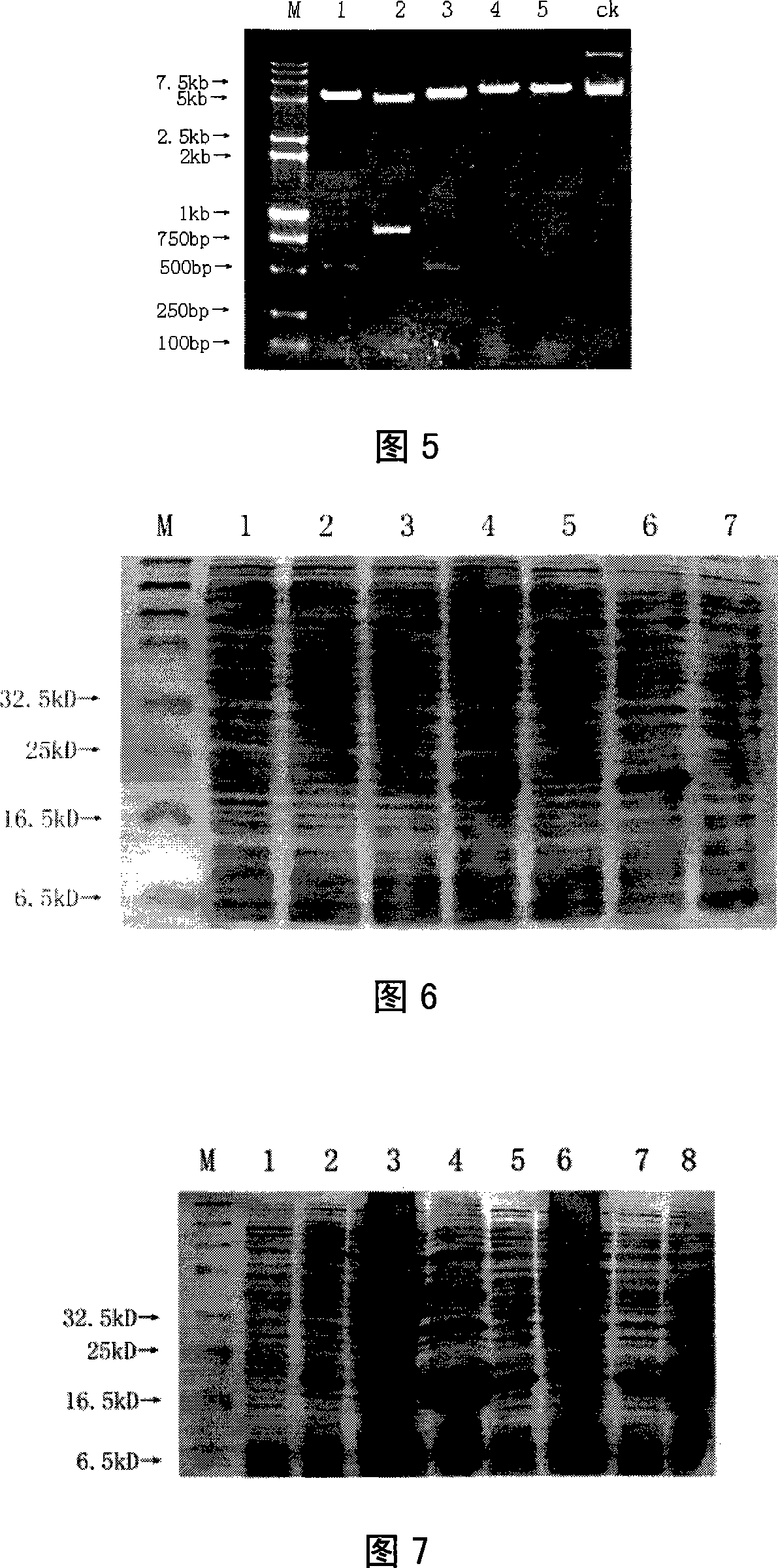 Method for improving the embryo transplantation pregnancy rate for cattle and sheep