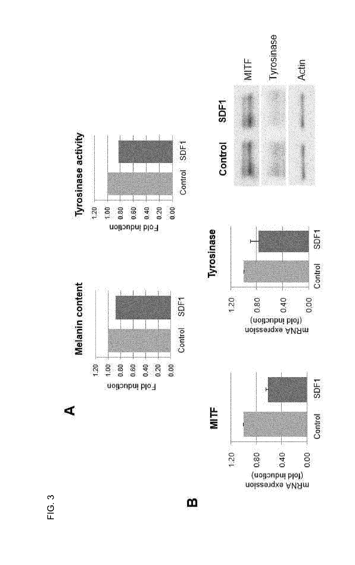 Composition for regulating cutaneous pigmentation or skin whitening comprising sdf1