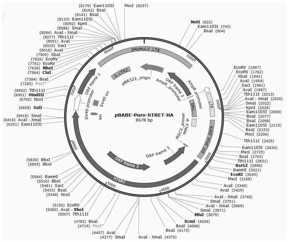 Construction method of immortalized feeder layer cell strain, immortalized feeder layer cell strain and application