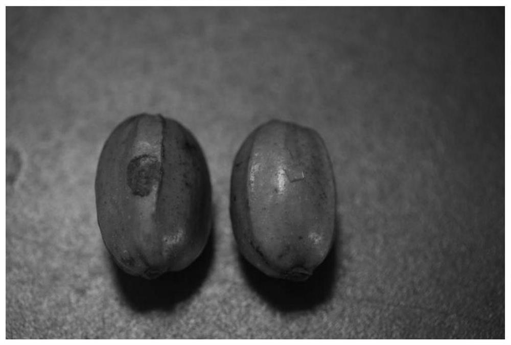 A kind of method for live inoculation of pecan fruit with thin shell